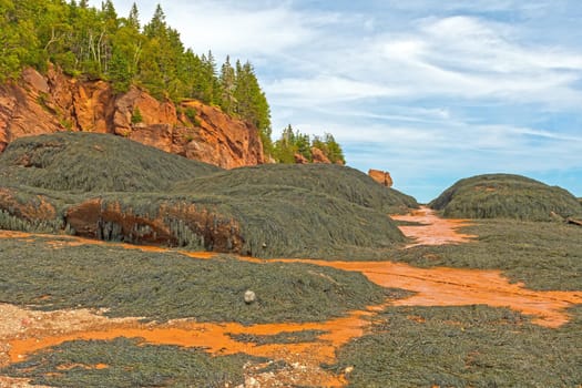 Massive Sea Weed Beds at Low Tide on the Bay of Fundy in New Brunswick