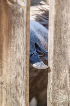 Griffon Vulture or Gyps fulvus biting a wooden fence. Selective focus on head