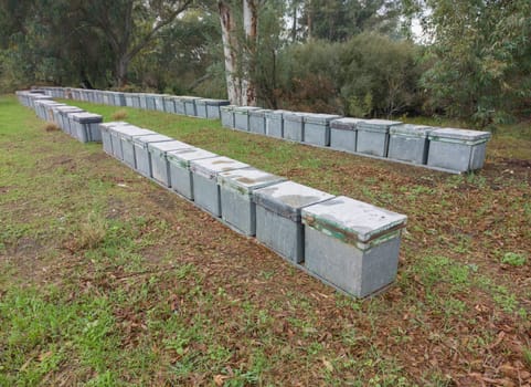 Beehives placed in a eucalyptus forest. Eucalyptus honey is one of the most appreciated