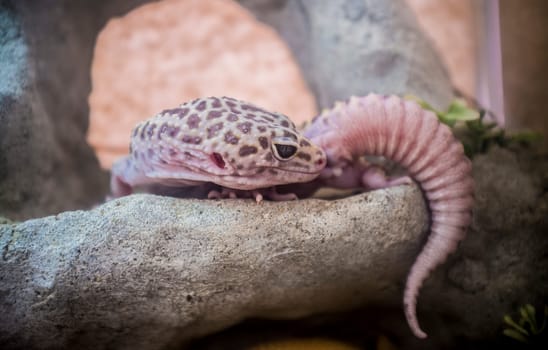 Pink Leopard gecko over branch. First domesticated species of lizard.