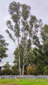 Beehives placed in a eucalyptus forest. Eucalyptus honey is one of the most appreciated
