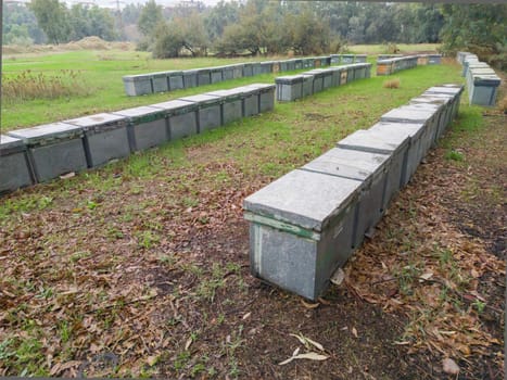 Beehives placed in a eucalyptus forest. Eucalyptus honey is one of the most appreciated