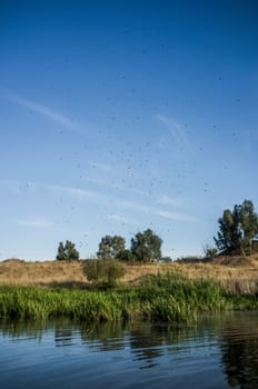 Swarm of mosquitoes on the banks of a river. Guadiana River Bank, close to Badajoz City, Extremadura, Spain