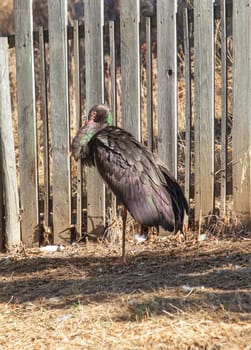 Black stork at Recovery Center of Wildlife. Its resting over one paw