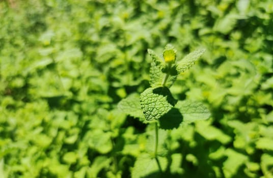 Fresh green pennyroyal or mentha pulegium. Selective focus