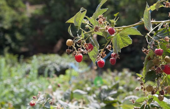 Raspberry branch, cultivated in the heart of La Vera County, Caceres, Extremadura, Spain