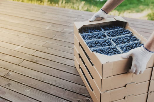 Worker at farm pack blueberry for shipment. Packing berry for delivery and sell. Male hands holding cardboard box or crate full of plastic containers with blueberry over stack. Berry shipping concept