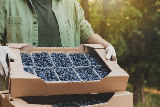 Male farmer hands take and hold cardboard box from stack full of plastic containers with large blueberries. Berry shipping, cultivating, delivery concept. Worker showcase and show collected product