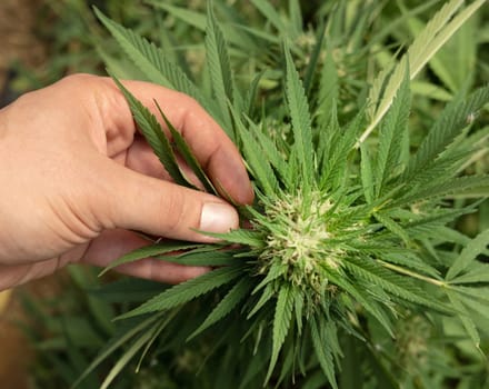 Farmer with hand controlling quality of blooming Marijuana. Organic Cannabis Sativa Female Plants with CBD. Legal plantation with high quality medicinal cannabis for healthcare and medicine uses