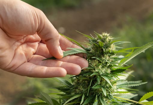 Farmer with hand controlling quality of blooming Marijuana. Organic Cannabis Sativa Female Plants with CBD. Legal plantation with high quality medicinal cannabis for healthcare and medicine uses