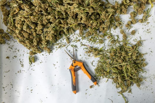 Trimming with scissors marijuana leaves from dry buds and inflorescences, top view. Legal production of medical cannabis with CBD for sell for healthcare and medicine uses