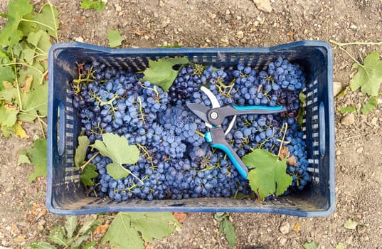 Freshly cut and harvested red grapes with secateurs in plastic crate on grain top view during grape harvest in South Italy vineyard. .