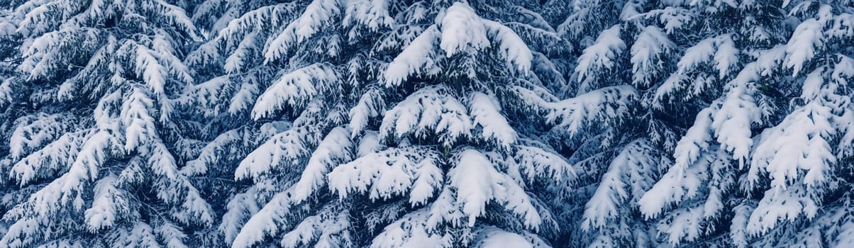 Closeup of the fir woods in winter evening. Beautiful panoramic view.