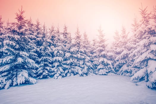 Beautiful view of the spruce forest on the winter morning. Sunrise in the fir woods.