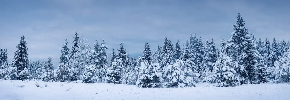 Beautiful background of the winter spruce forest in the evening. Panoramic view of the fir woods.