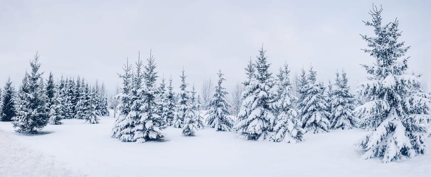 Beautiful background of the winter spruce forest. Panoramic view of the fir woods.