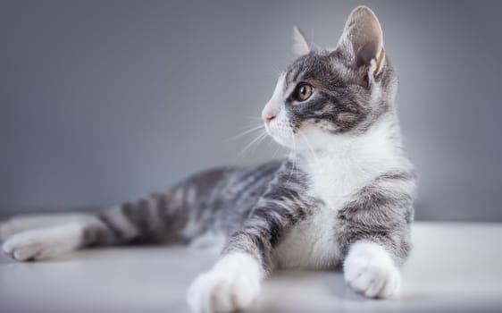 Grey kitten lying on the floor indoors. Concept of pet care.