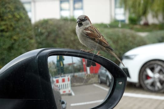 Haussperling (Passer domesticus), auf einem Autospiegel sitzend, wartet auf auf dem Parkplatz eines Imbiss auf Futter, Niedersachsen, Deutschland, Bad Nenndorf