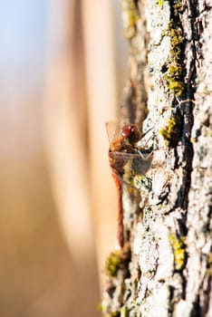 Red dragonfly, Neurothemis fluctuans is sitting on a wood, Haff Reimich nature reserve in Luxembourg