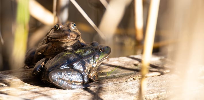 Aga toad, bufo marinus sitting on a tree log, amphibian inhabitant in wetland eco system, Haff Reimech