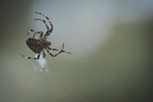 Cross spider in a spider web, lurking for prey. Blurred background. A useful hunter among insects. Arachnid. Animal photo from the wild.