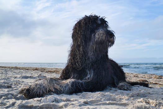 Goldendoodle is lying in the sand on the beach in front of the sea in Denmark. Long black fur with light spots. Animal photo of dog