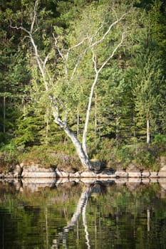 Stone rocks with conifers by the lake in Sweden in Smalland. Wild nature in Scandinavia. Landscape photo from the north