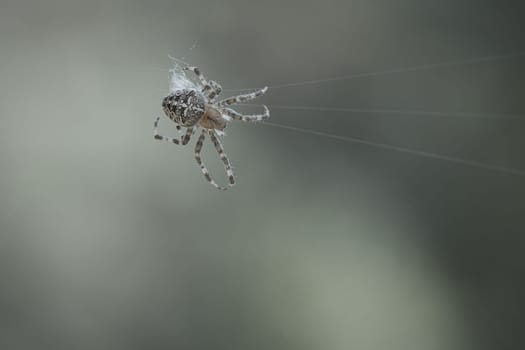 Cross spider shot crawling on a spider thread. Halloween fright. Blurred background. A useful hunter among insects. Arachnid. Animal photo from the wild.