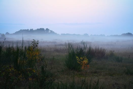 Fore land with fog on grass and heather in Denmark, in front of dunes. Trees and clouds in mystical mood. Landscape shot from Scandinavia