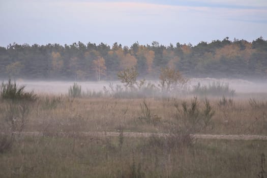 Fore land with fog on grass and heather in Denmark, in front of dunes. Trees and clouds in mystical mood. Landscape shot from Scandinavia