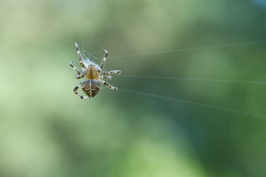 Cross spider shot crawling on a spider thread. Halloween fright. Blurred background. A useful hunter among insects. Arachnid. Animal photo from the wild.