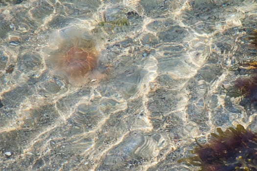Fire jellyfish on the coast swimming in salt water. Sand in the background in waves pattern. Animal photo from nature