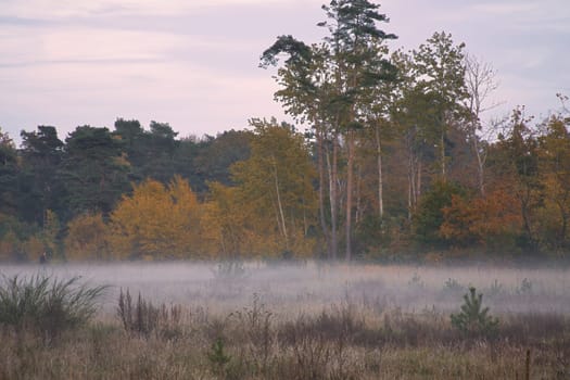 Fore land with fog on grass and heather in Denmark, in front of dunes. Trees and clouds in mystical mood. Landscape shot from Scandinavia