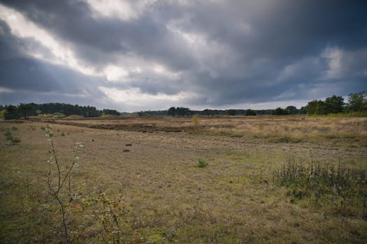 In front of landscape with grass and heather in Denmark, in front of the dunes. Trees and clouds, with heavy clouds. Landscape shot from Scandinavia