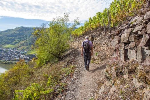 A male hiker on a path between the rows of grapevines and overlooks the Valley and the river Mosel, Germany