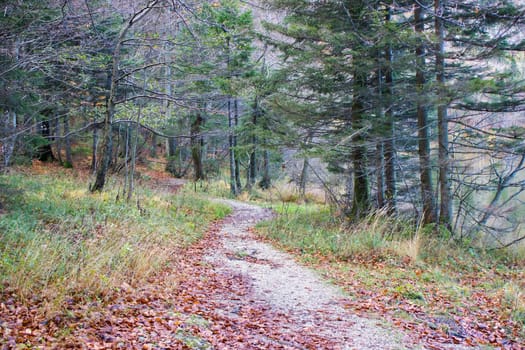 autumn forest in Alps, Upper Austria, Austria