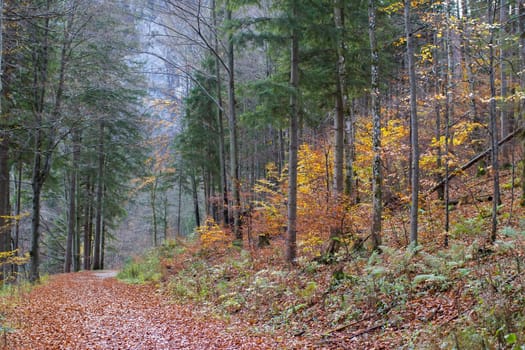 autumn forest in Alps, Upper Austria, Austria