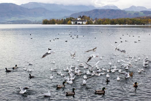 water birds in Gmunden at Traunsee, Austria, Europe