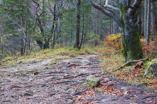 autumn forest in Alps, Upper Austria, Austria