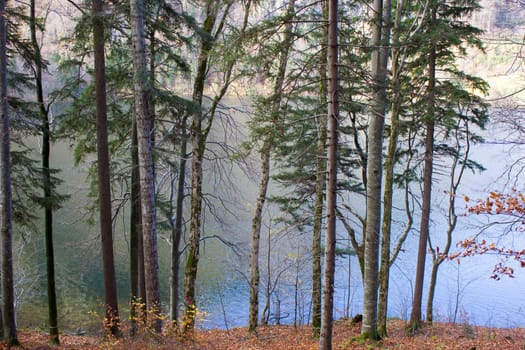 autumn view of trees at lake Laudachsee, Gmunden, Austria