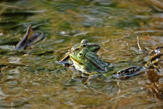 Battle of the pond frogs