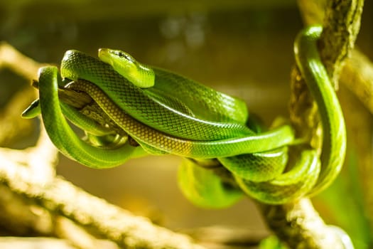 Snakes in a terrarium in the zoo.