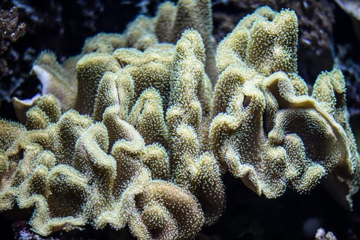 Colorful underwater plants in an aquarium .