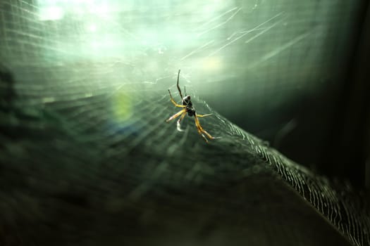 Spider in a cobweb close up.