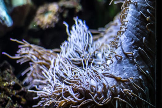 Colorful underwater plants in an aquarium .