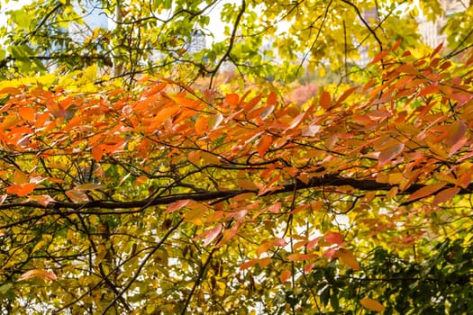 A golden autumn leaves background.