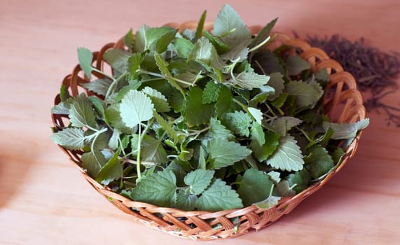 A large wicker bowl is overflowing with a fresh catnip harvest.