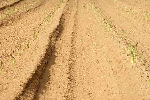 The traces and furrows caused by tractor tyres in a field with asparagus.
