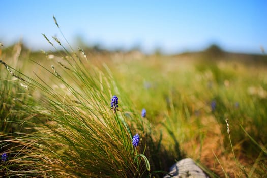 Flower Muscari neglectum, perennial bulbous plant, one of a number of species and genera known as Grape Hyacinth and in particular Common Grape Hyacinth