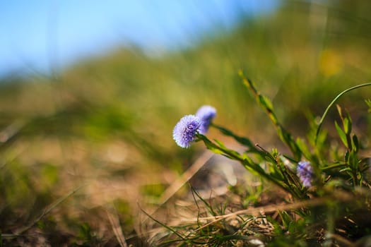 Globularia Cordifolia L. flowers in the countryside